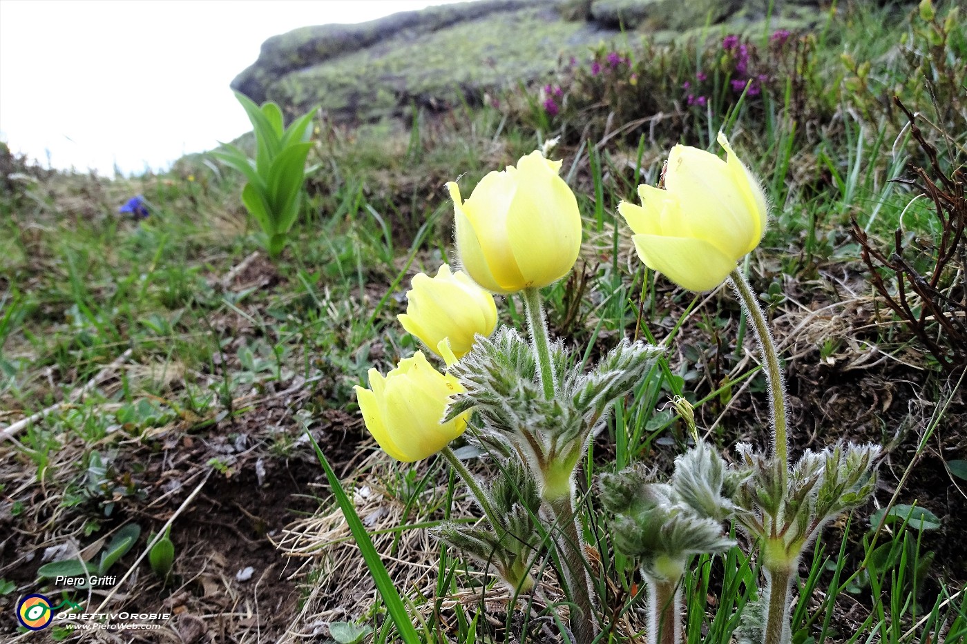 95  Pulsatilla alpina sulfurea.JPG
